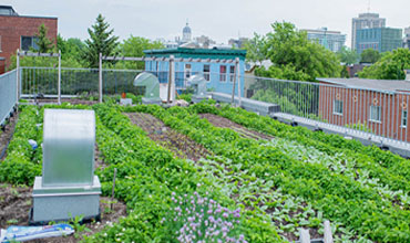 Gardening-on-the-Roof