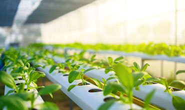 Greenhouse-Vegetables