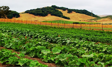 Open-Field-Farming