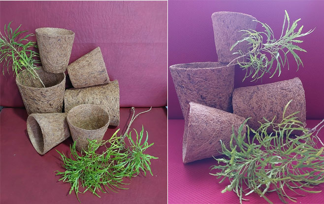 Coir Pot Manufacturer Sri Lanka