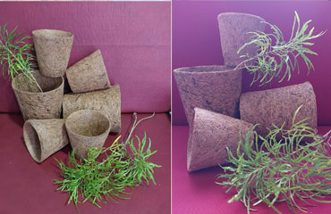Coir-Pot