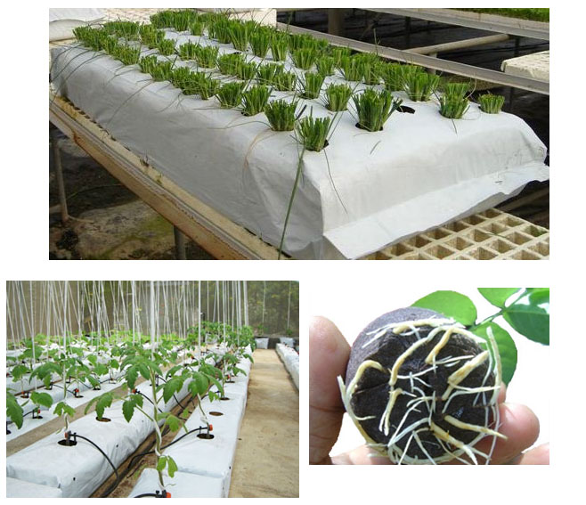 Grow-Bags-for-Commercial-Nuseries
